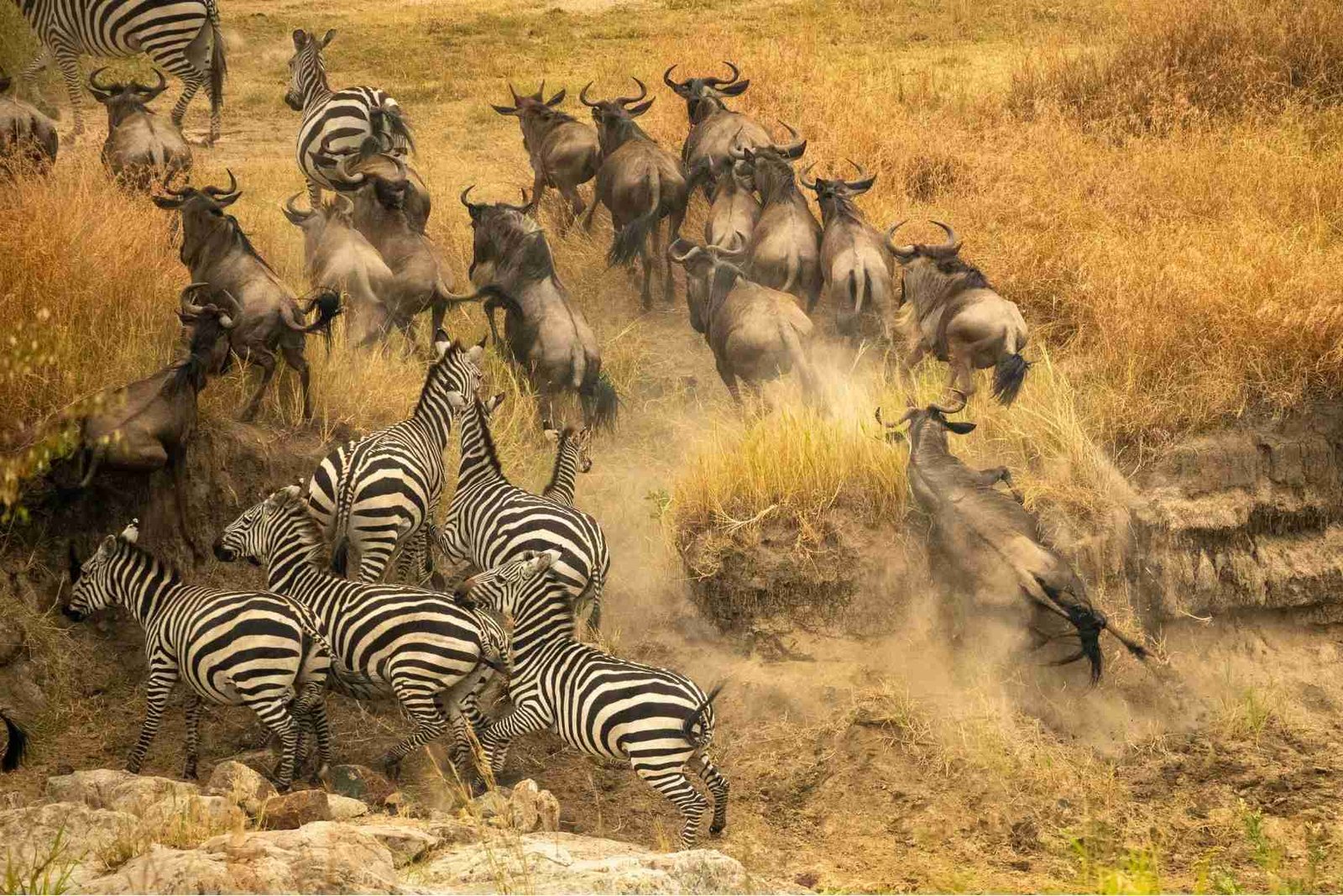 Ganztägige Safari in der Massai Mara